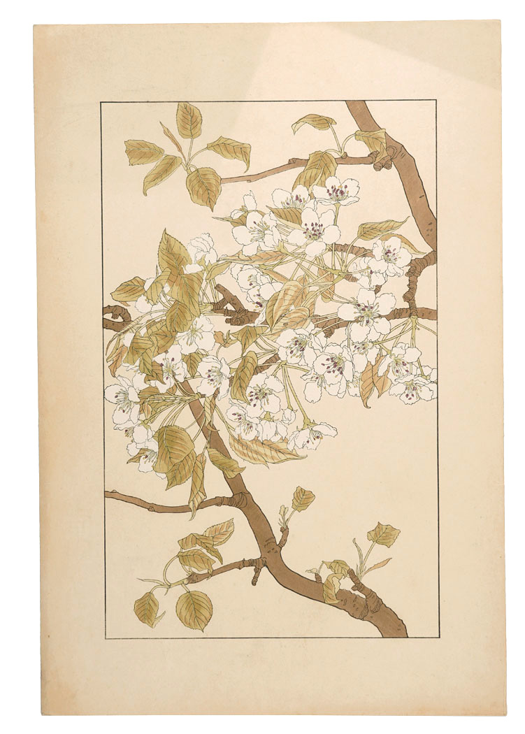 Sugiura Hisui “Sand pear”