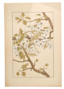 Sugiura Hisui / Sand pear
