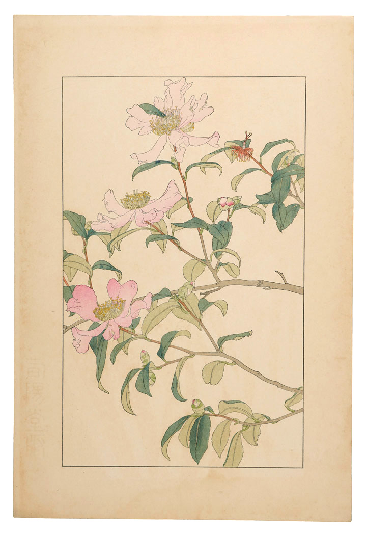 Sugiura Hisui “Sasanqua”