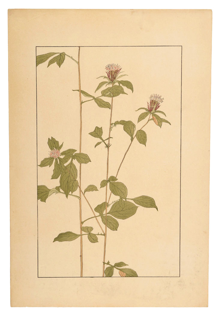 Sugiura Hisui “Japanese atractylodes”