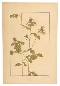 Sugiura Hisui / Japanese atractylodes