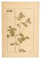 Japanese atractylodes
