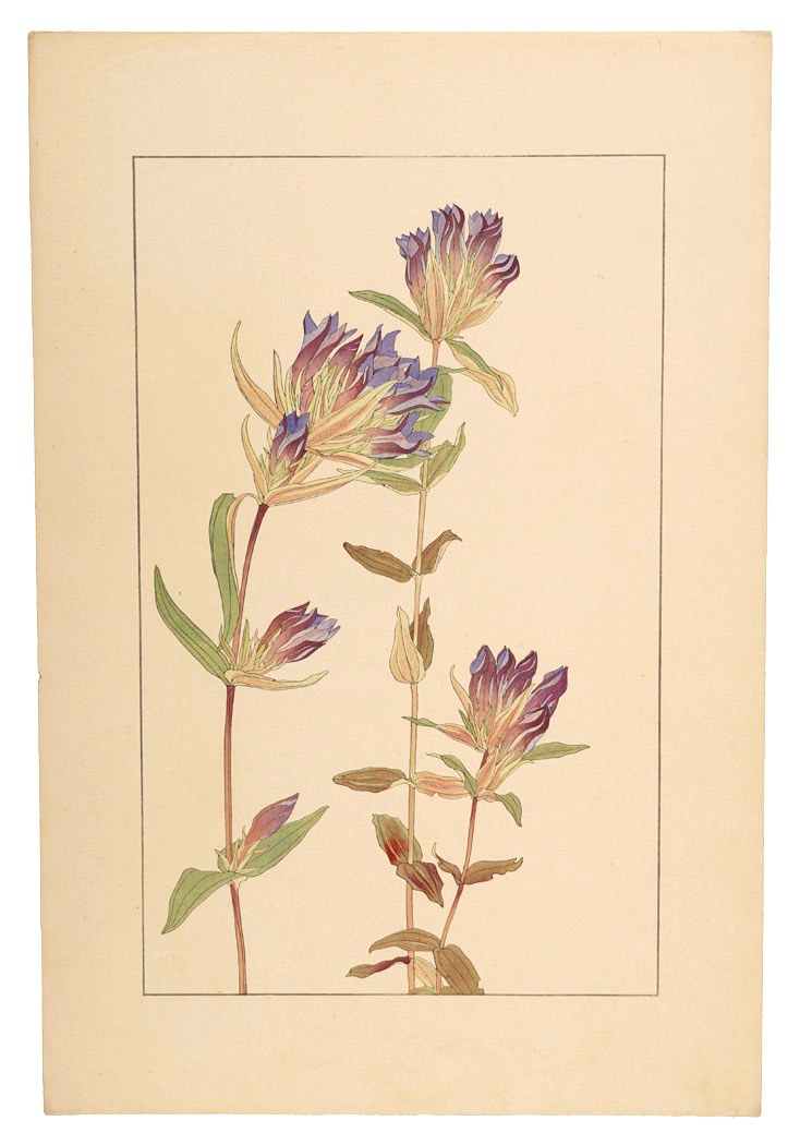 Sugiura Hisui “Gentian”