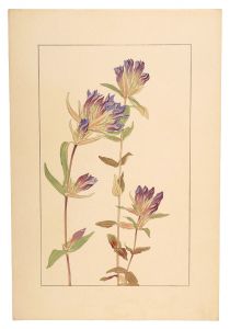 Sugiura Hisui / Gentian