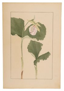 Sugiura Hisui / Japanese lady's slipper