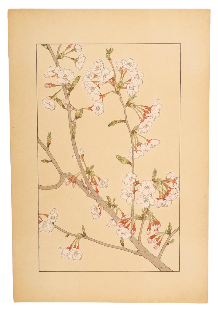 Sugiura Hisui “Yoshino cherry”
