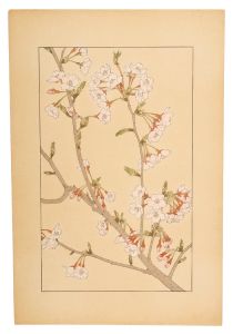 Sugiura Hisui / Yoshino cherry