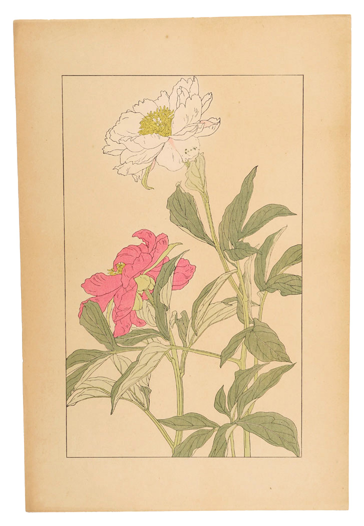 Sugiura Hisui “peony”
