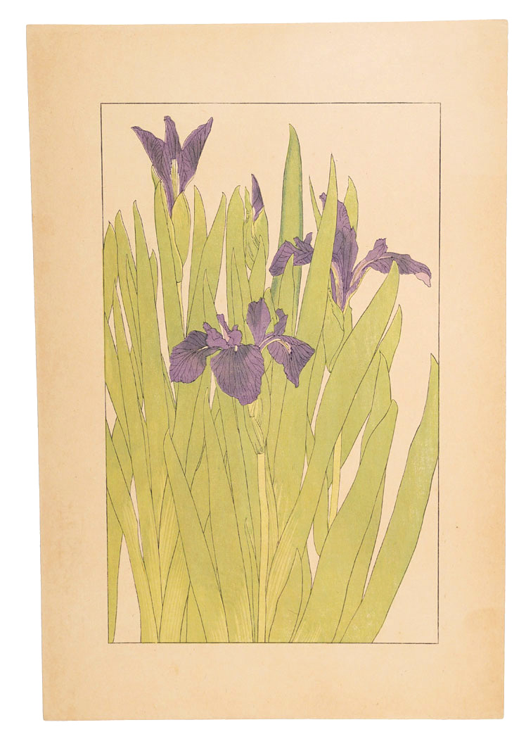 Sugiura Hisui “Water iris”