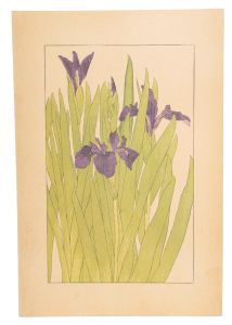 Sugiura Hisui / Water iris