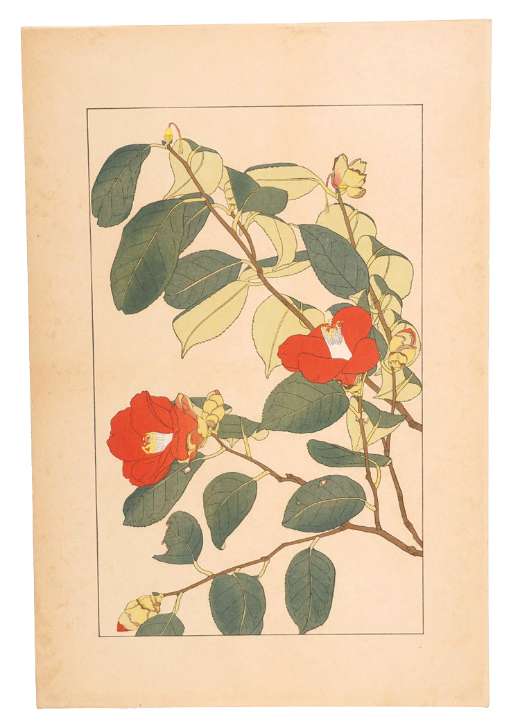 Sugiura Hisui “Camellia”