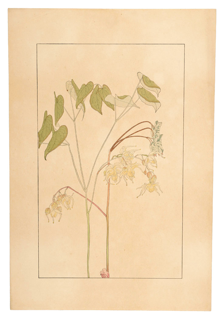 Sugiura Hisui “Bishop's hat”