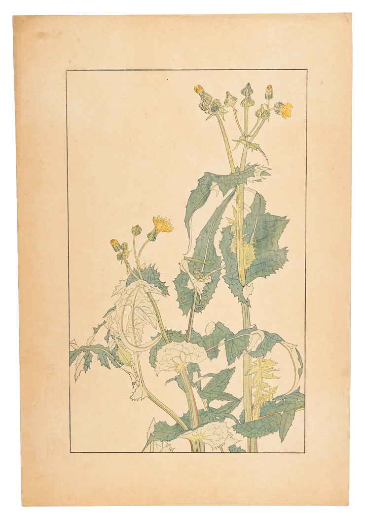 Sugiura Hisui “Sow Thistle”