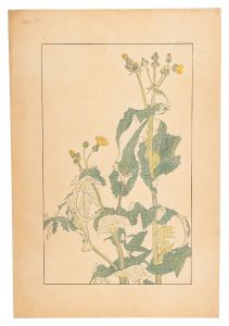 Sugiura Hisui / Sow Thistle