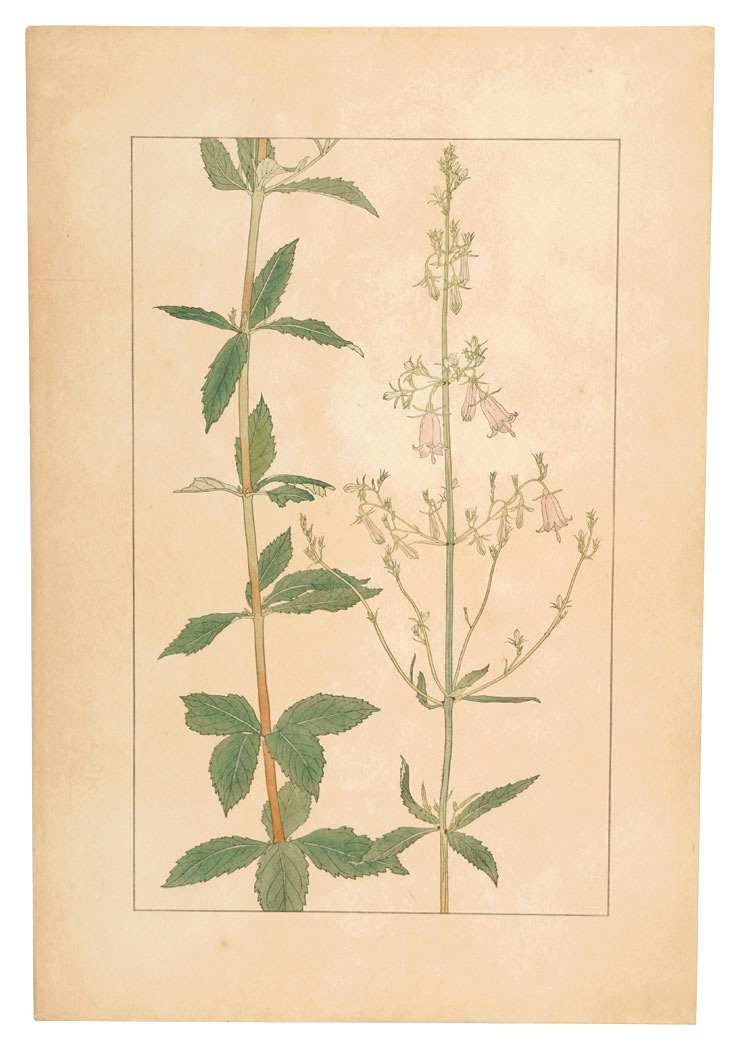 Sugiura Hisui “Bush ladybells”