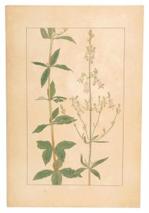 Sugiura Hisui / Bush ladybells