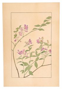 Sugiura Hisui / Two-leaf vetch
