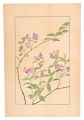 Two-leaf vetch