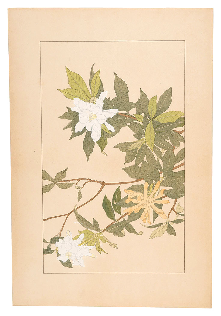 Sugiura Hisui “Gardenia”