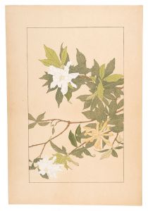 Sugiura Hisui / Gardenia