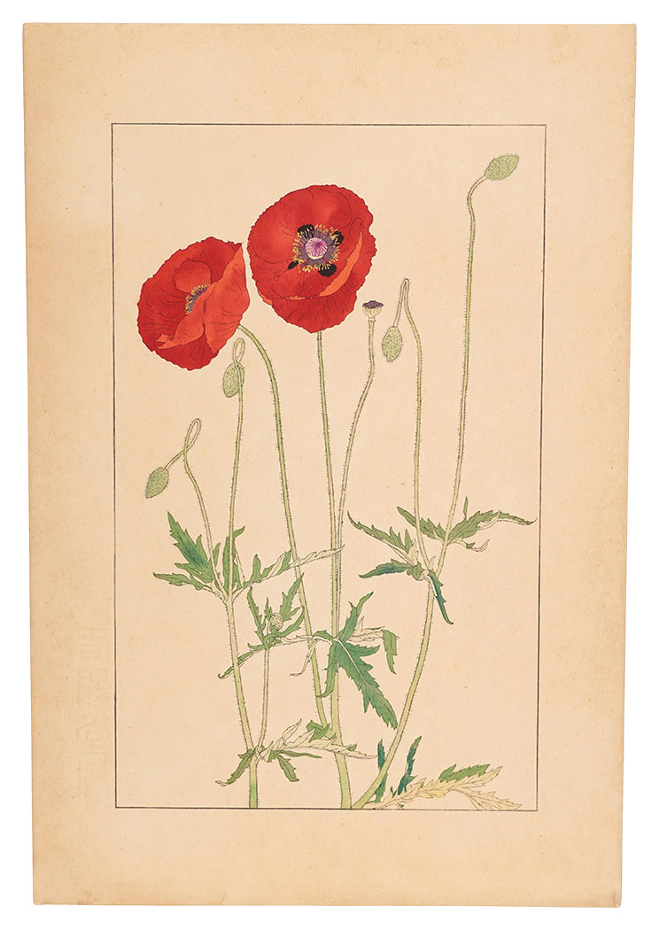 Sugiura Hisui “Shirley Poppy,Corn Poppy”