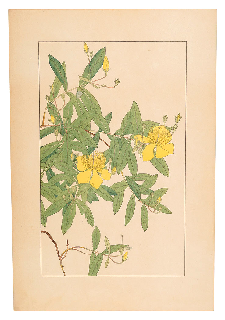 Sugiura Hisui “St.John's Wort”
