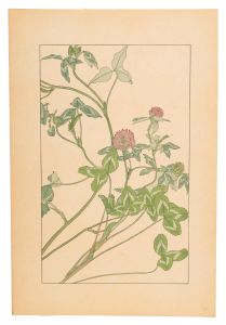 Sugiura Hisui / Red clover