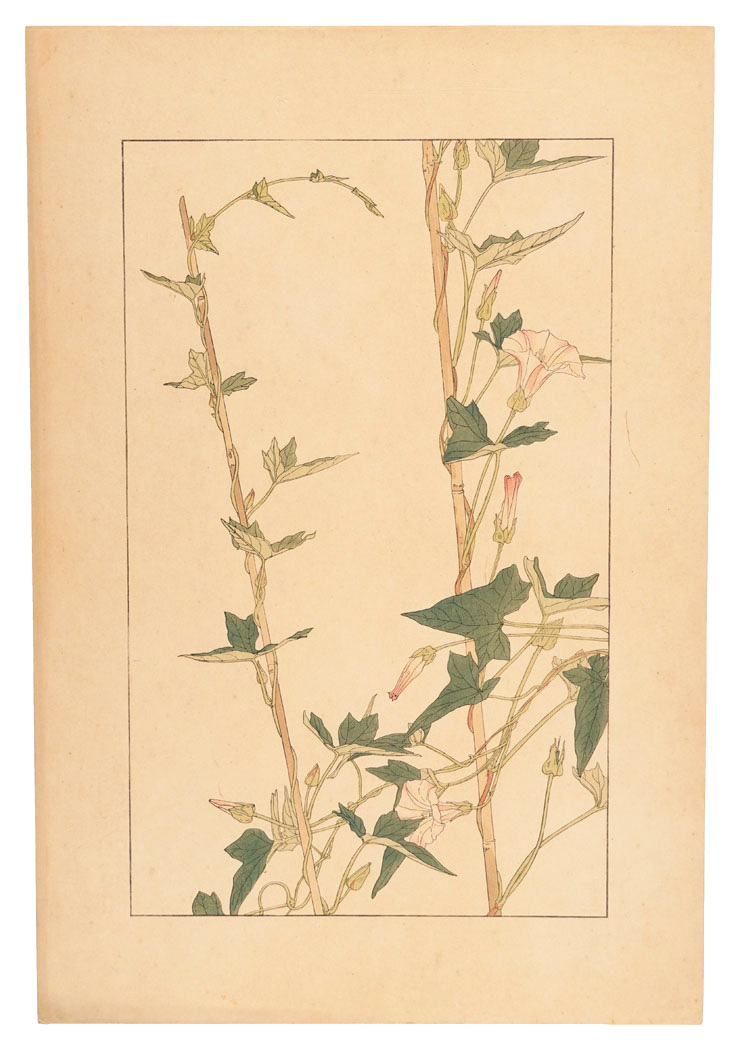 Sugiura Hisui “Bearbind”