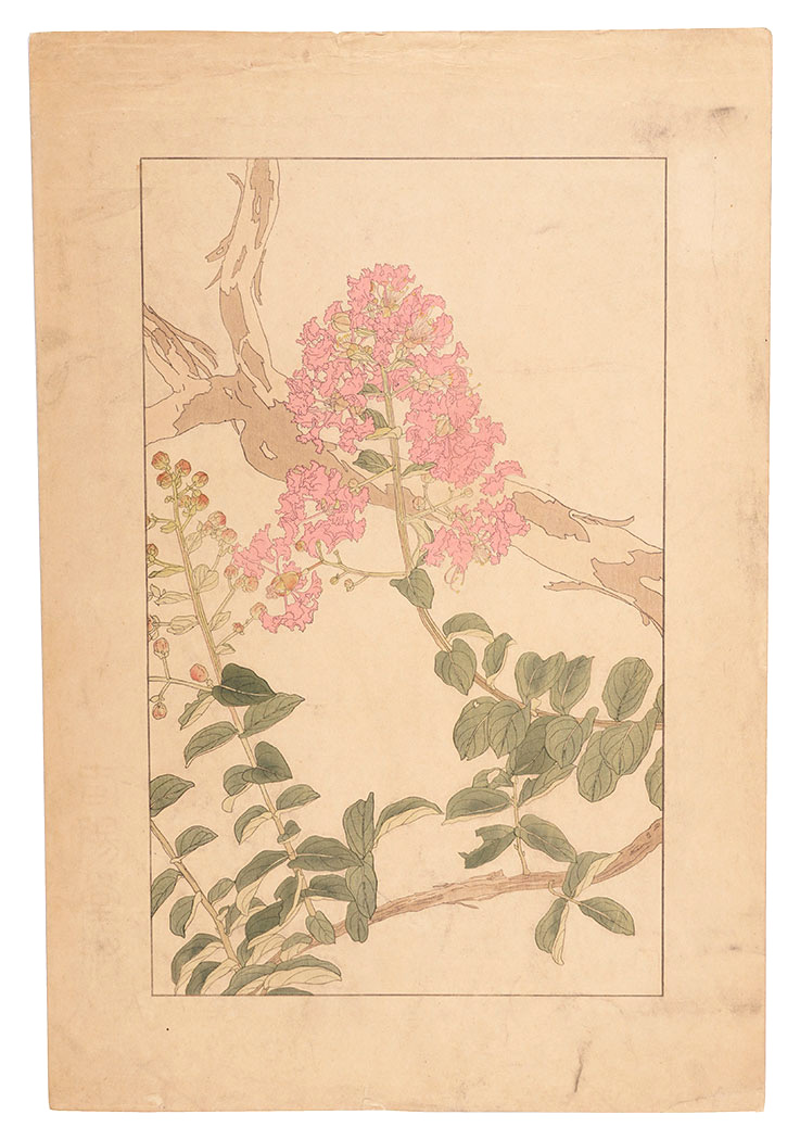 Sugiura Hisui “Crape myrtle”