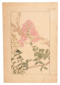 Sugiura Hisui / Crape myrtle