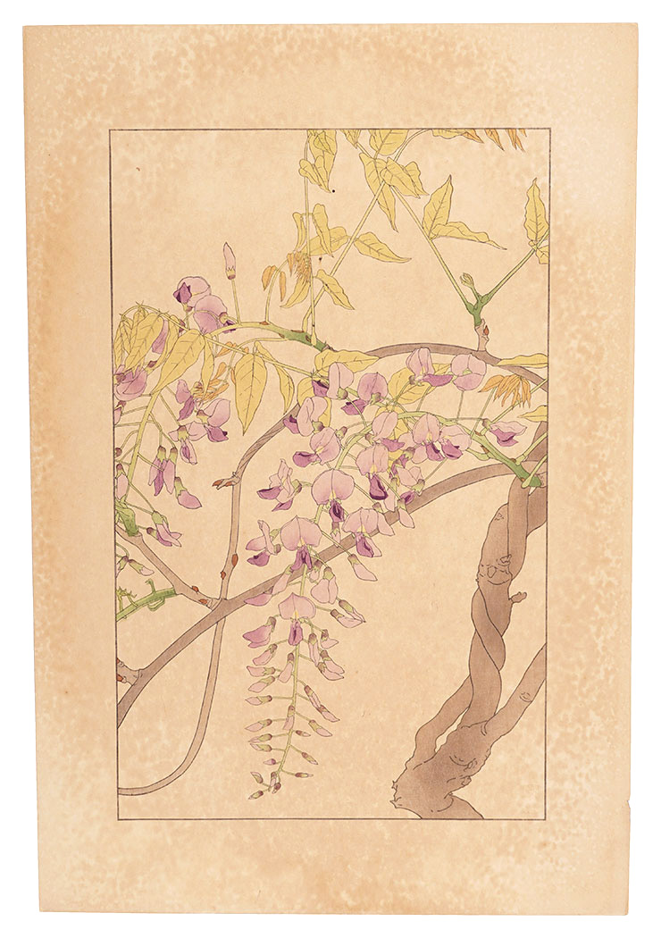 Sugiura Hisui “Wistaria ”