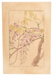 Sugiura Hisui / Wistaria 