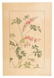 Sugiura Hisui / Bleeding heart