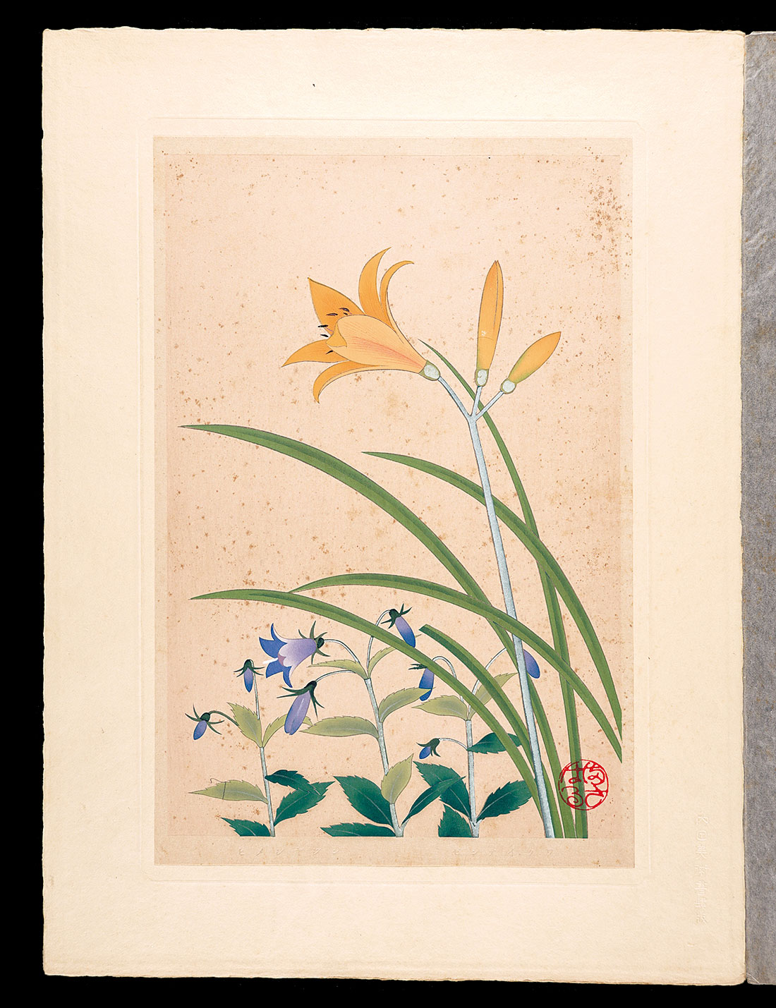Inoue Masaharu “Japanese Alpine Plants / Daylily and Adenophora nikoensis”