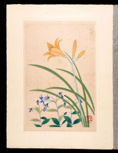 Inoue Masaharu / Japanese Alpine Plants / Daylily and Adenophora nikoensis