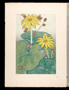 Inoue Masaharu / Japanese Alpine Plants / Ligularia dentata