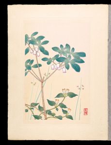 Inoue Masaharu / Japanese Alpine Plants / Juncus filiformis and Rhododendron benhallii