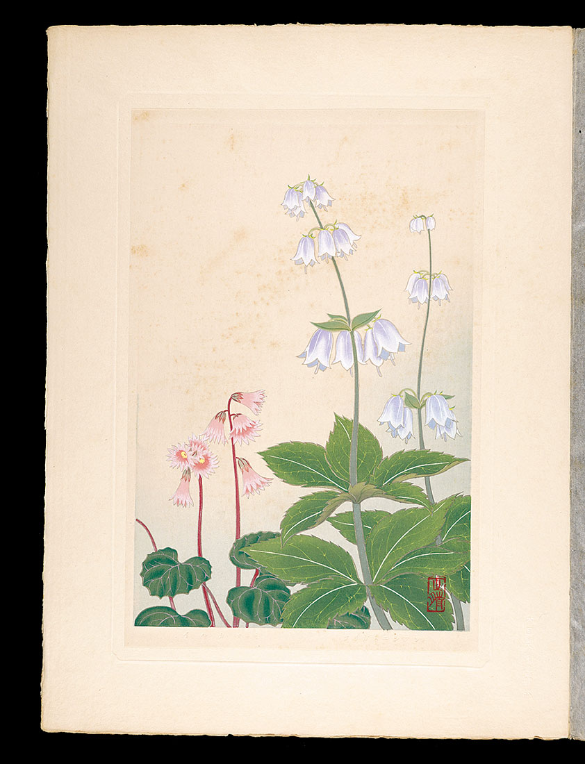 井上正晴「高山植物図譜　ツリガネニンジン・イハカガミ（ヤマトウチハ）」