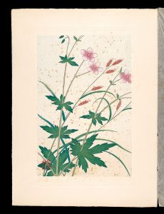 Inoue Masaharu / Japanese Alpine Plants / Geranium krameri and Carex scita var.brevisquama 