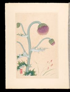 Inoue Masaharu / Japanese Alpine Plants / Avenella flexuosa and Japanese thistle