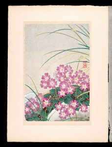 Inoue Masaharu / Japanese Alpine Plants / Primula tosaensis