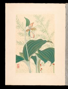 Inoue Masaharu / Japanese Alpine Plants / Kijikakushi and Lady's slippers