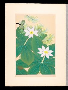 Inoue Masaharu / Japanese Alpine Plants / Paris japonica and Japanese larch