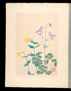 Inoue Masaharu / Japanese Alpine Plants / Aquilegia buergeriana and Mimulus sessilifolius