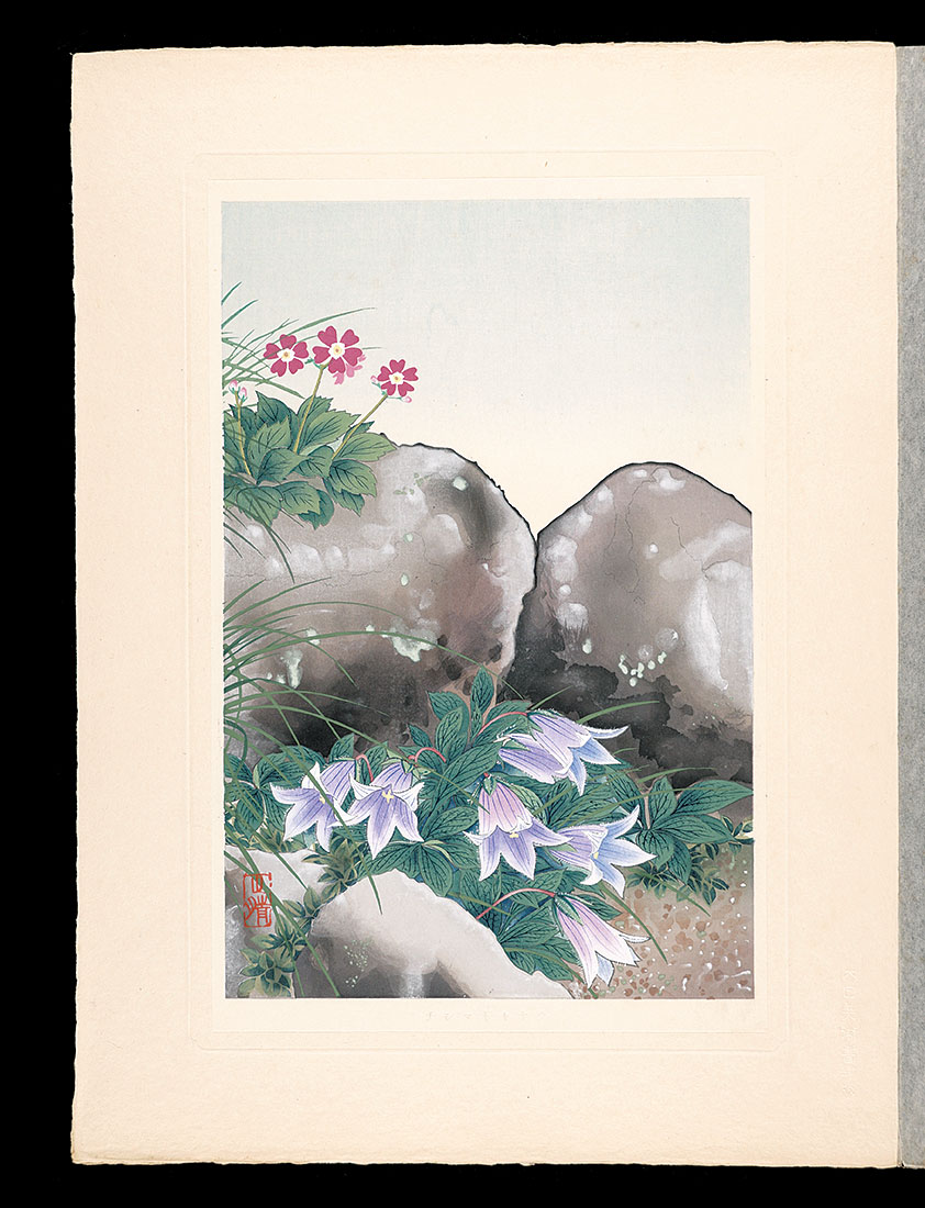 Inoue Masaharu “Japanese Alpine Plants / Hairyflower bellflower”