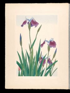 Inoue Masaharu / Japanese Alpine Plants / Arctic Iris