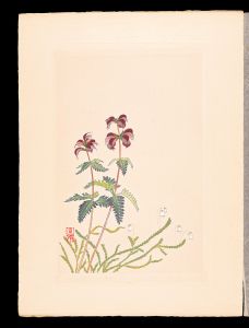 Inoue Masaharu / Japanese Alpine Plants / Pedicularis japonica and Cassiope lycopodioides