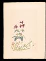 Japanese Alpine Plants / Pedic......