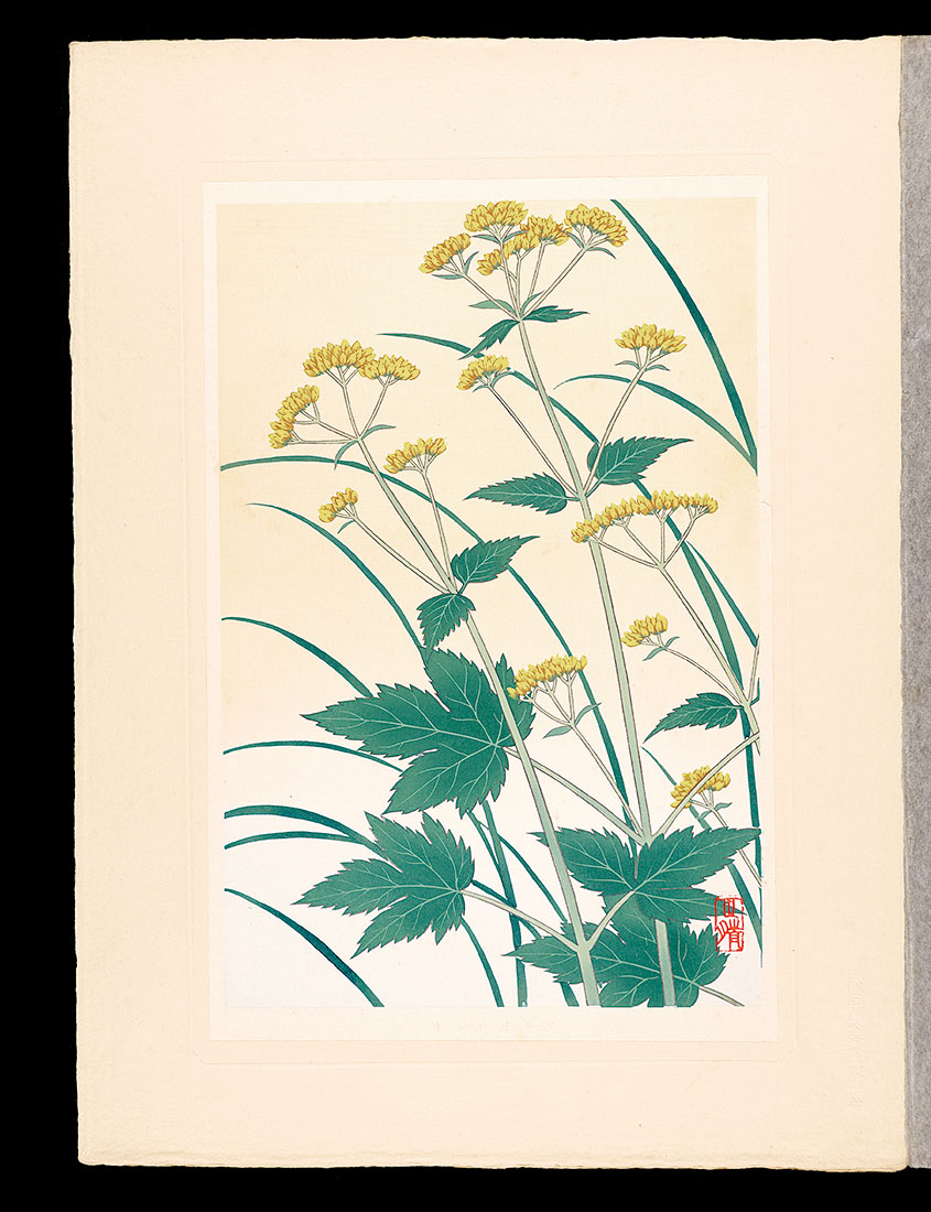 Inoue Masaharu “Japanese Alpine Plants / Patrinia triloba var. palmata”