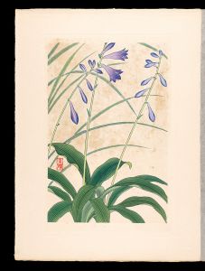 Inoue Masaharu / Japanese Alpine Plants / Hosta longissima Honda